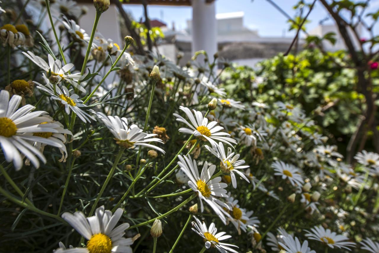 Fava Eco Suites Foinikiá Rom bilde